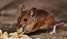 24 Hour & Emergency Exterminators in Goodyear Tire, OH